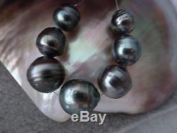 6 Beautiful Circled Gray-Green Cook Islands Tahitian Pearls, 19.1-11.7mmX9-12+mm