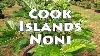 Cook Islands Noni