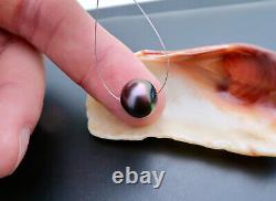 GORGEOUS AA+ MANIHIKI COOK ISLANDS 11x10.3mm BLACK CHERRY PEACOCK CULTURED PEARL