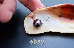 GORGEOUS AA+ MANIHIKI COOK ISLANDS 11x10.3mm BLACK CHERRY PEACOCK CULTURED PEARL