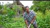 Go Local In The Cook Islands Organic Produce From The Plantations To Your Plate In Mitiaro